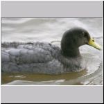 Anas platyrhynchos - Laufente 07.jpg